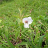 Centranthera indica (L.) Gamble